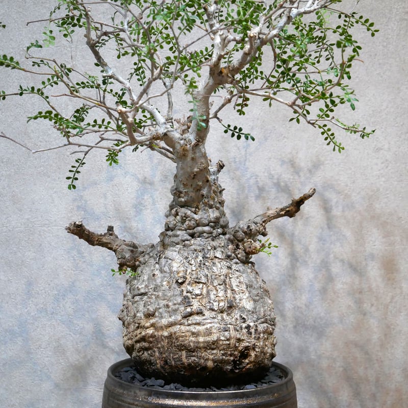 オペルクリカリア　パキプス　盆栽素材 楽天市場】☆特価☆コーデックス：オペルクリカリア パキプス 発