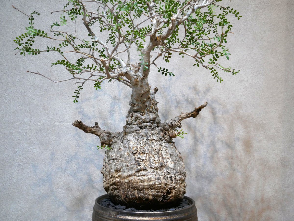 オペルクリカリア・パキプス／6号 オペルクリカリア パキプス-OP44 | Supervoid Caudex