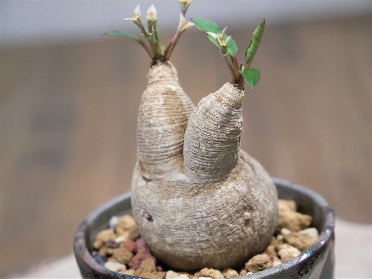 ユーフォルビア　プリムリフォリア　現地球 ユーフォルビア プリムリフォリア 現地球 ユーフォルビア プリムリ