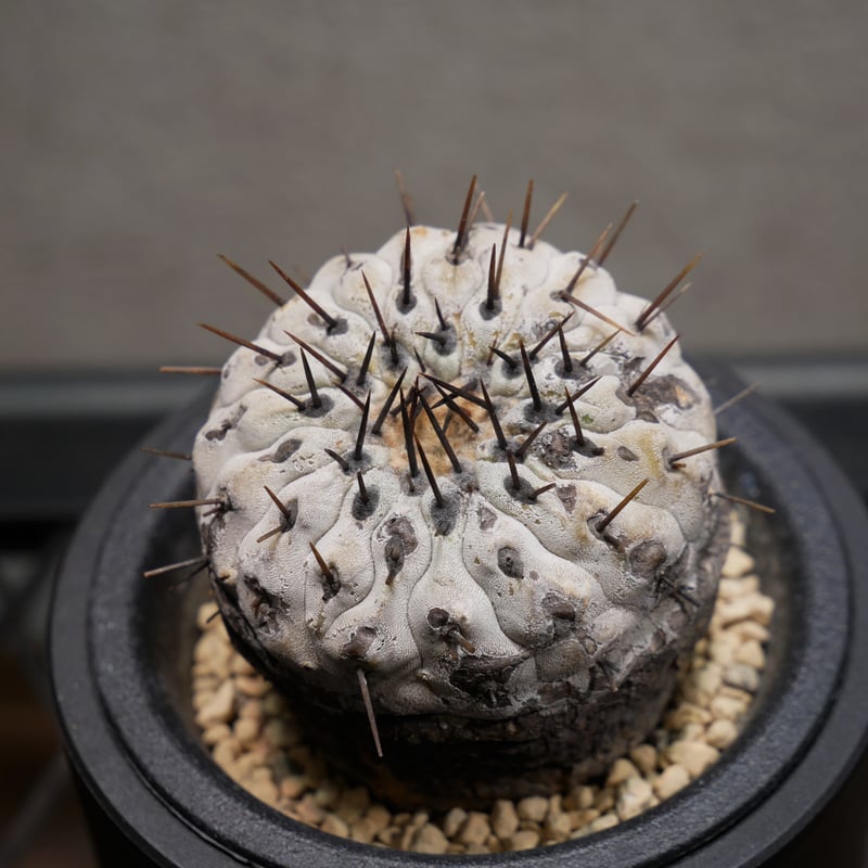 孤竜丸　カキコ　白肌　まん丸　良型　コレクション　コルムナアルバ コピアポア コルムナアルバ 孤竜丸 Ⅾ | Green Shop MITSUBACHI