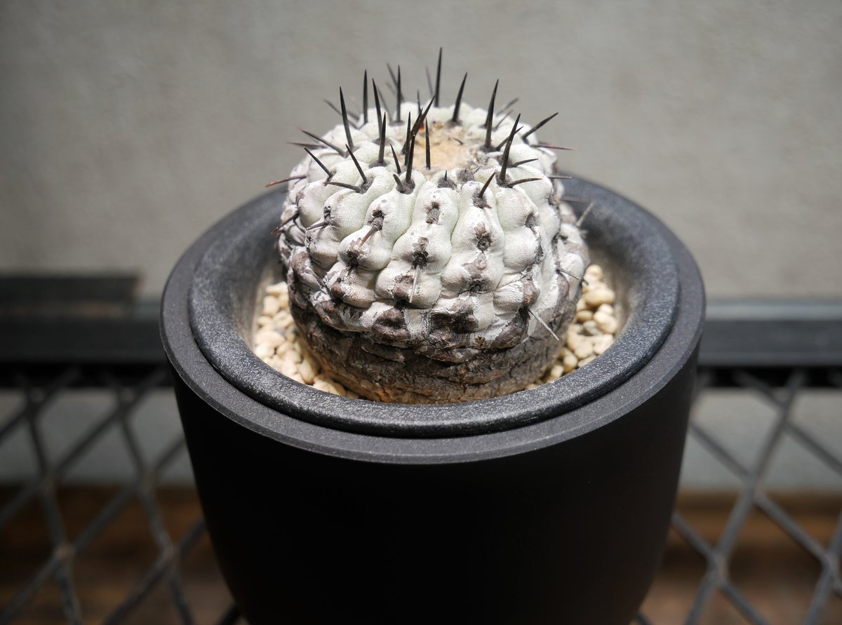 コピアポア コルムナアルバ 孤竜丸 A | Green Shop MITSUBACHI