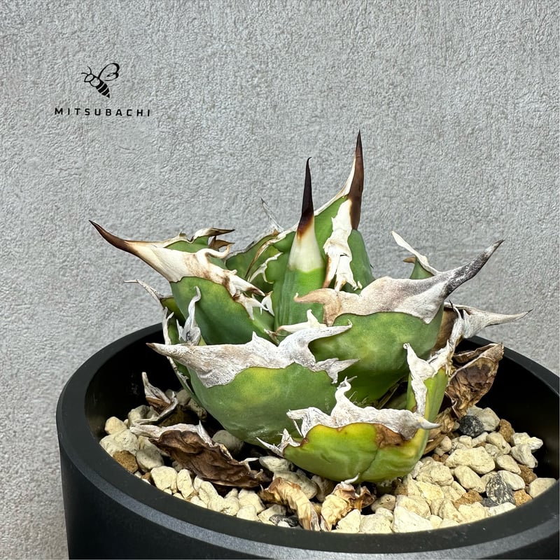 アガベ チタノタ 巨獣 4号 【Dragon AGAVE】 | Green Shop MITS