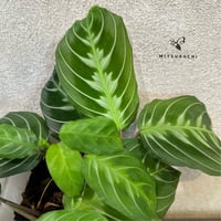 マランタ　マッサンジェアーナ