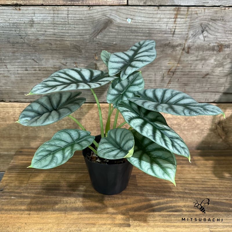 アロカシア シルバードラゴン 3.5号 | Green Shop MITSUBACHI