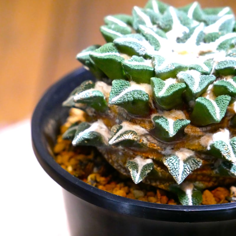 菊水 サボテン bizen pot 2.5号 黒檀 植栽 菊水 サボテン bizen pot 2.5号 黒檀 植栽