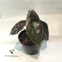 アロカシア　クプレア　3.5号
