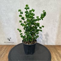 フィカス　バロック　3.5号
