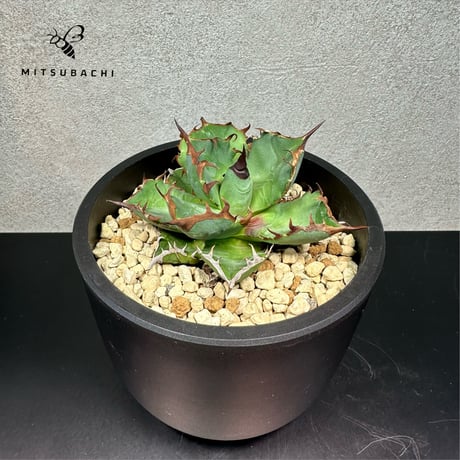 アガベ チタノタ 胖鯨 4号 【Dragon AGAVE】