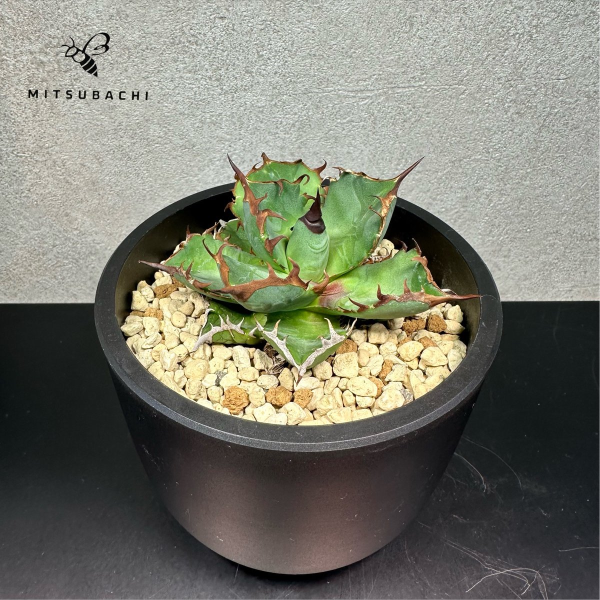 アガベ チタノタ 胖鯨 4号 【Dragon AGAVE】 | Green Shop MITS