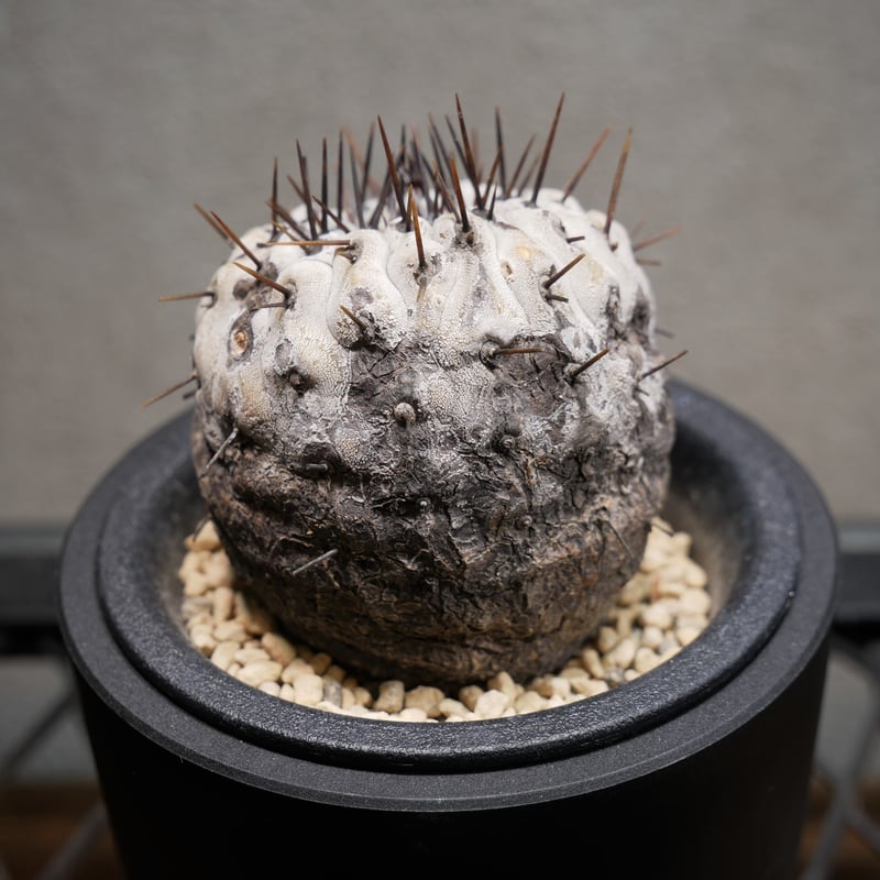 親*指様 HM6 コピアポア　コルムナアルバ　孤竜丸 棘も綺麗 親*指様 HM6 コピアポア コルムナアルバ 孤竜丸 棘も綺麗 HM4