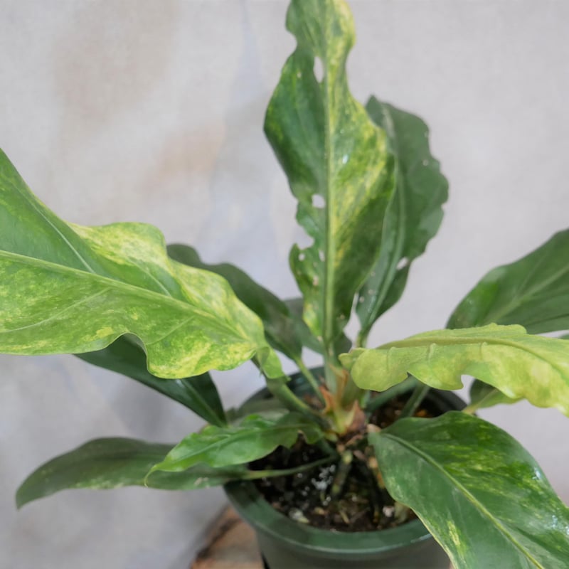 観葉植物 アンスリウム フーケリー 5号鉢 Anthurium hookeri