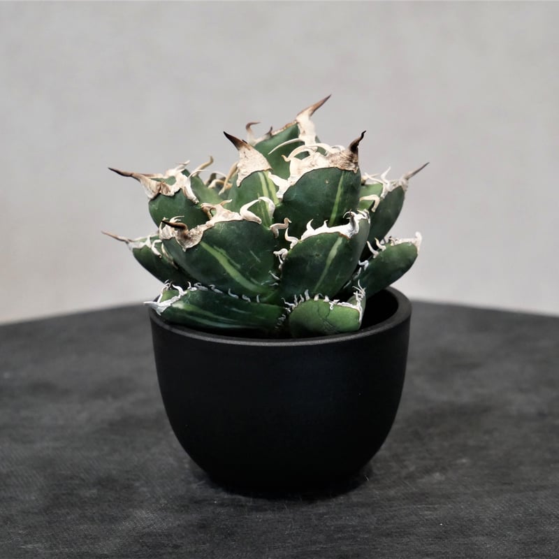 アガベSAD 南アフリカダイヤモンドOC株台湾アガベ