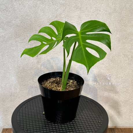 CATEGORY 観葉植物 | Green Shop MITSUBACHI