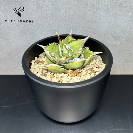 アガベ チタノタ 巨獣 4.5号 【Dragon AGAVE】