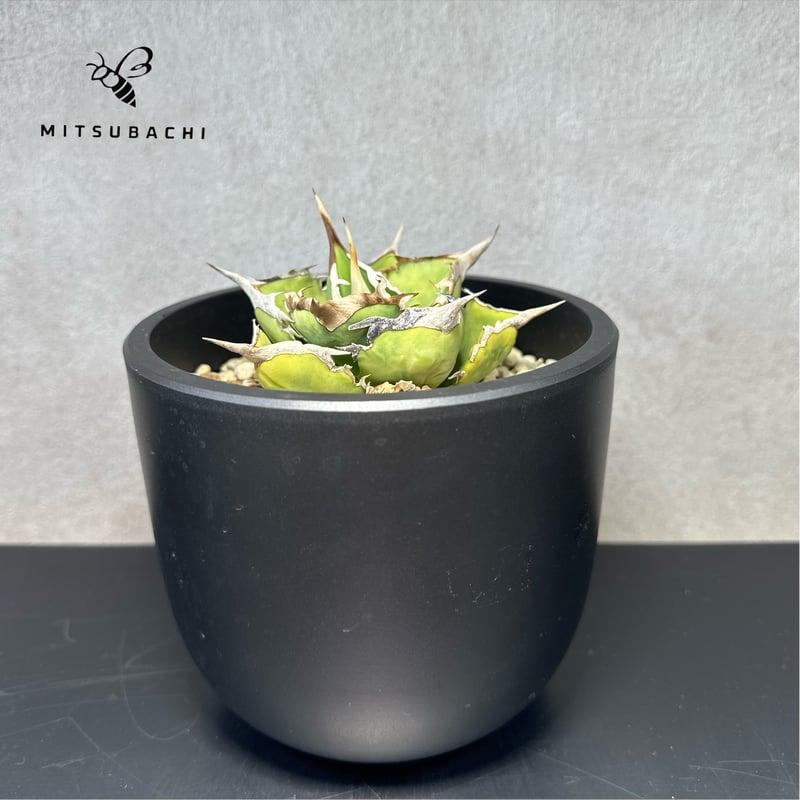 アガベ チタノタ 巨獣 4.5号 【Dragon AGAVE】 | Green Shop MI