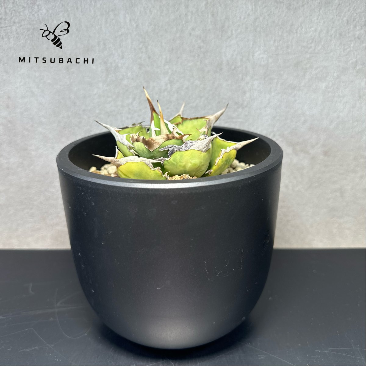 アガベ 巨獣　極上中株！早い者勝ち！ アガベ チタノタ 巨獣 4.5号 【Dragon AGAVE】 | Green Shop MI