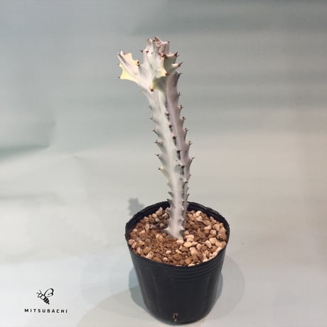 ユーフォルビア L. クリスタータ　3号