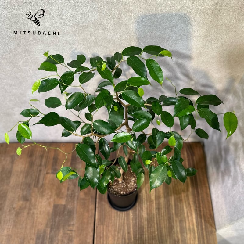 フィカス ウィアンディ 3.5号 | Green Shop MITSUBACHI