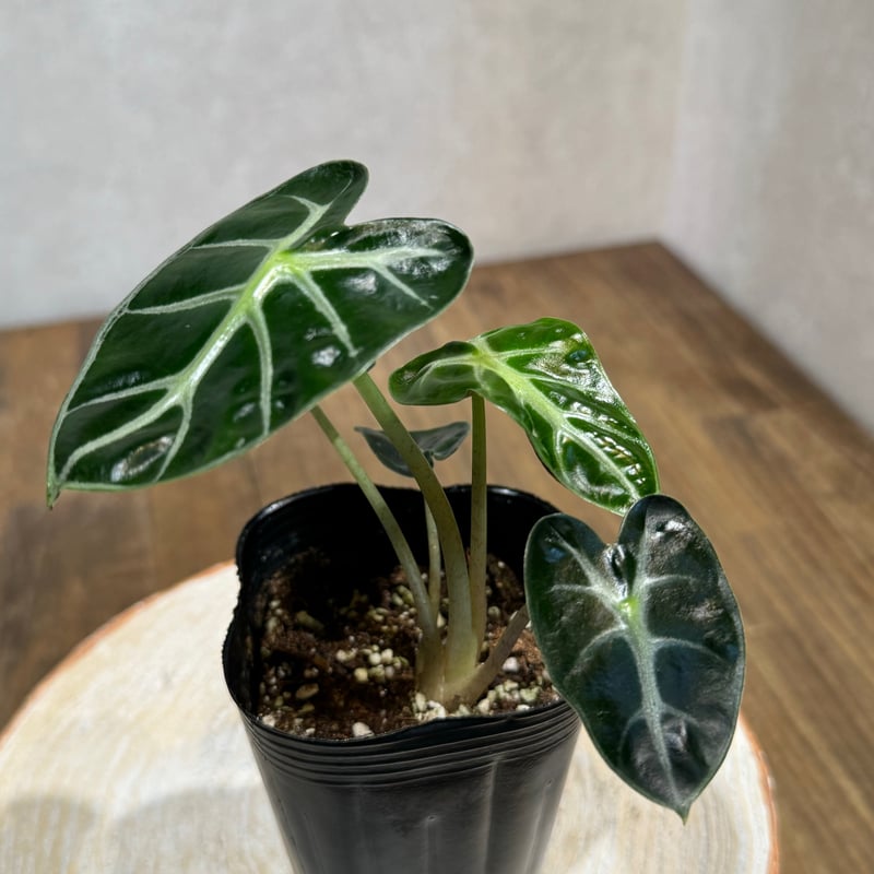 アロカシア ピンクドラゴン斑入り 【公式通販】