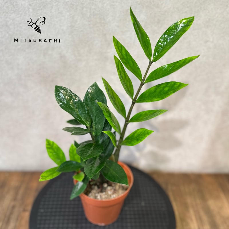 ザミオクルカス ザミーフォリア 3号 | Green Shop MITSUBACHI