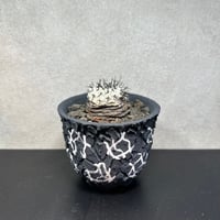 コピアポア　コルムナアルバ　孤竜丸　B　鉢セット
