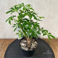 シェフレラ　4号