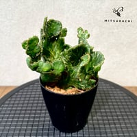 ユーフォルビア　アルアウディ　オンコクラータ　斑入り　3号