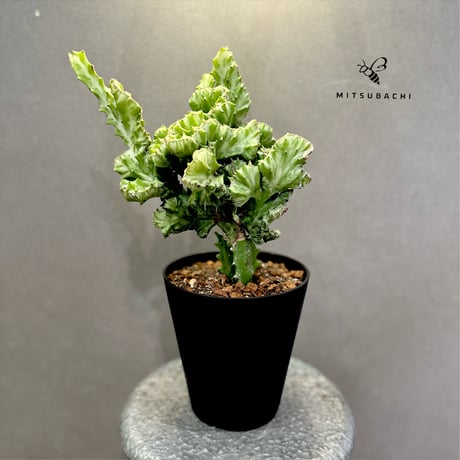 Green Shop MITSUBACHI