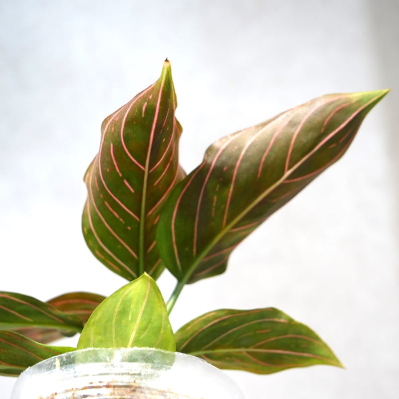 アグラオネマ レッドアーミー 2.5号 | Green Shop MITSUBACHI