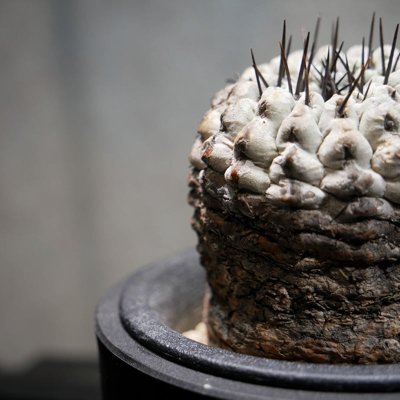 コピアポア コルムナアルバ 孤竜丸 C | Green Shop MITSUBACHI