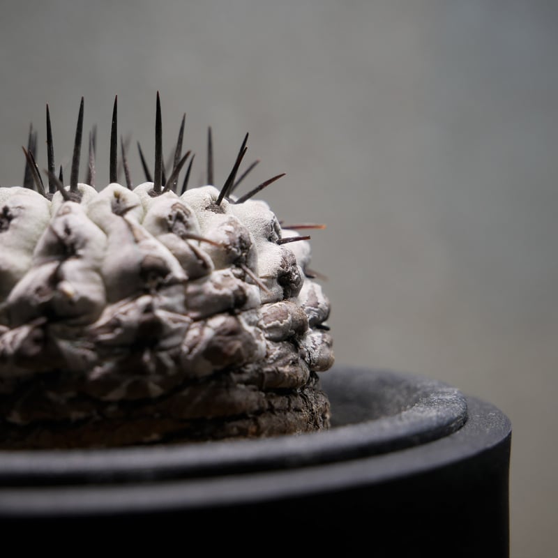 コピアポア コルムナアルバ 孤竜丸 A | Green Shop MITSUBACHI