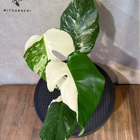モンステラ　ボルシギアナ　斑入り　4号