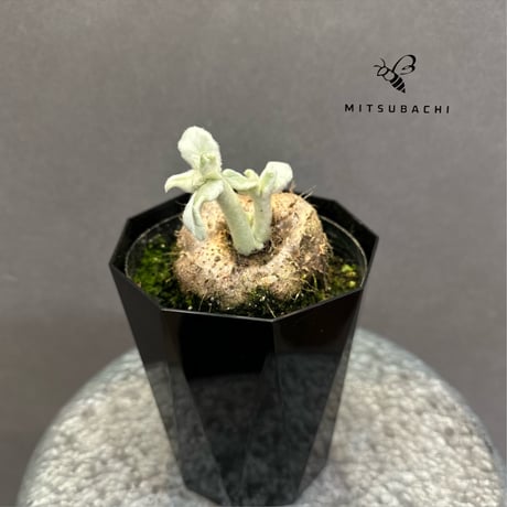 Green Shop MITSUBACHI