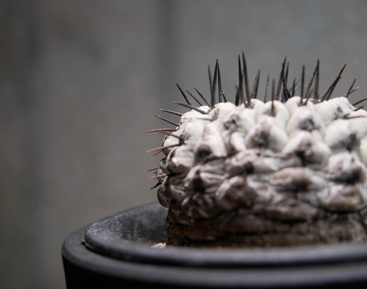 コピアポア コルムナアルバ 孤竜丸 A | Green Shop MITSUBACHI