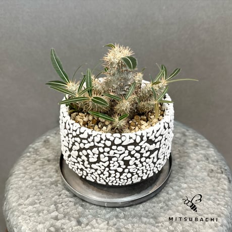 カクチペス　鉢セット