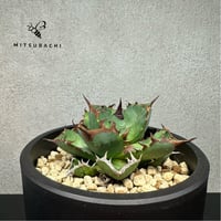 アガベ チタノタ 胖鯨 4号 【Dragon AGAVE】