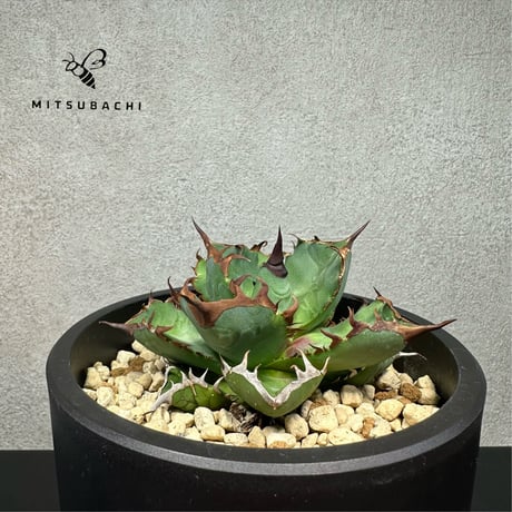 アガベ チタノタ 胖鯨 4号 【Dragon AGAVE】