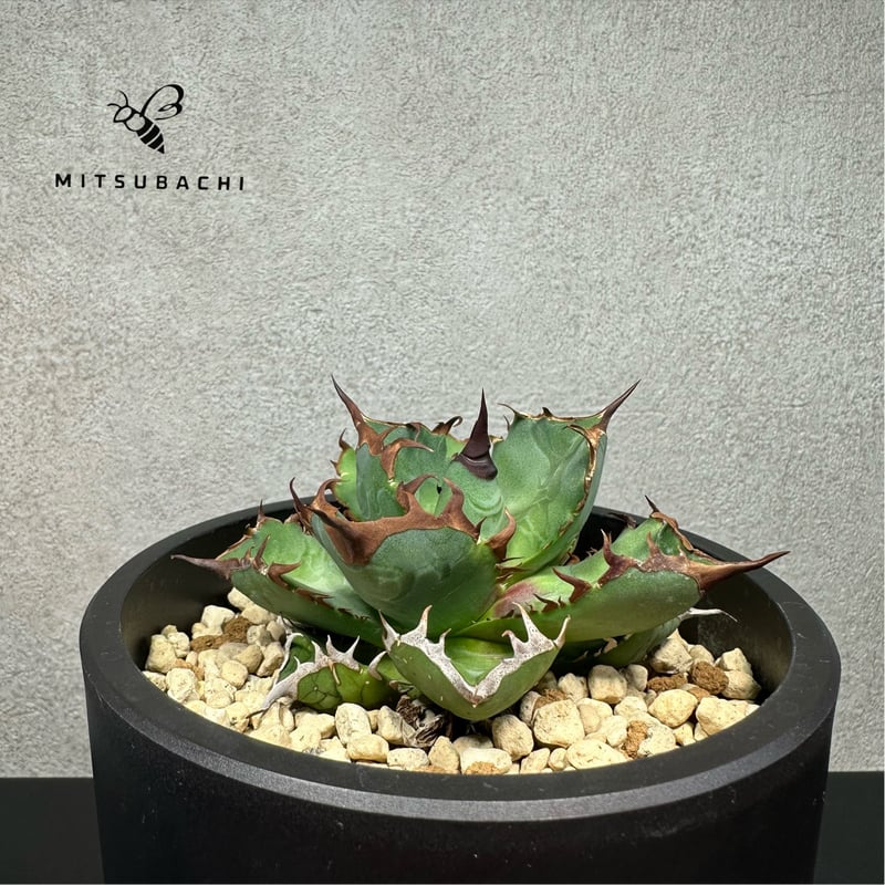 アガベ チタノタ 胖鯨 4号 【Dragon AGAVE】 | Green Shop MITS