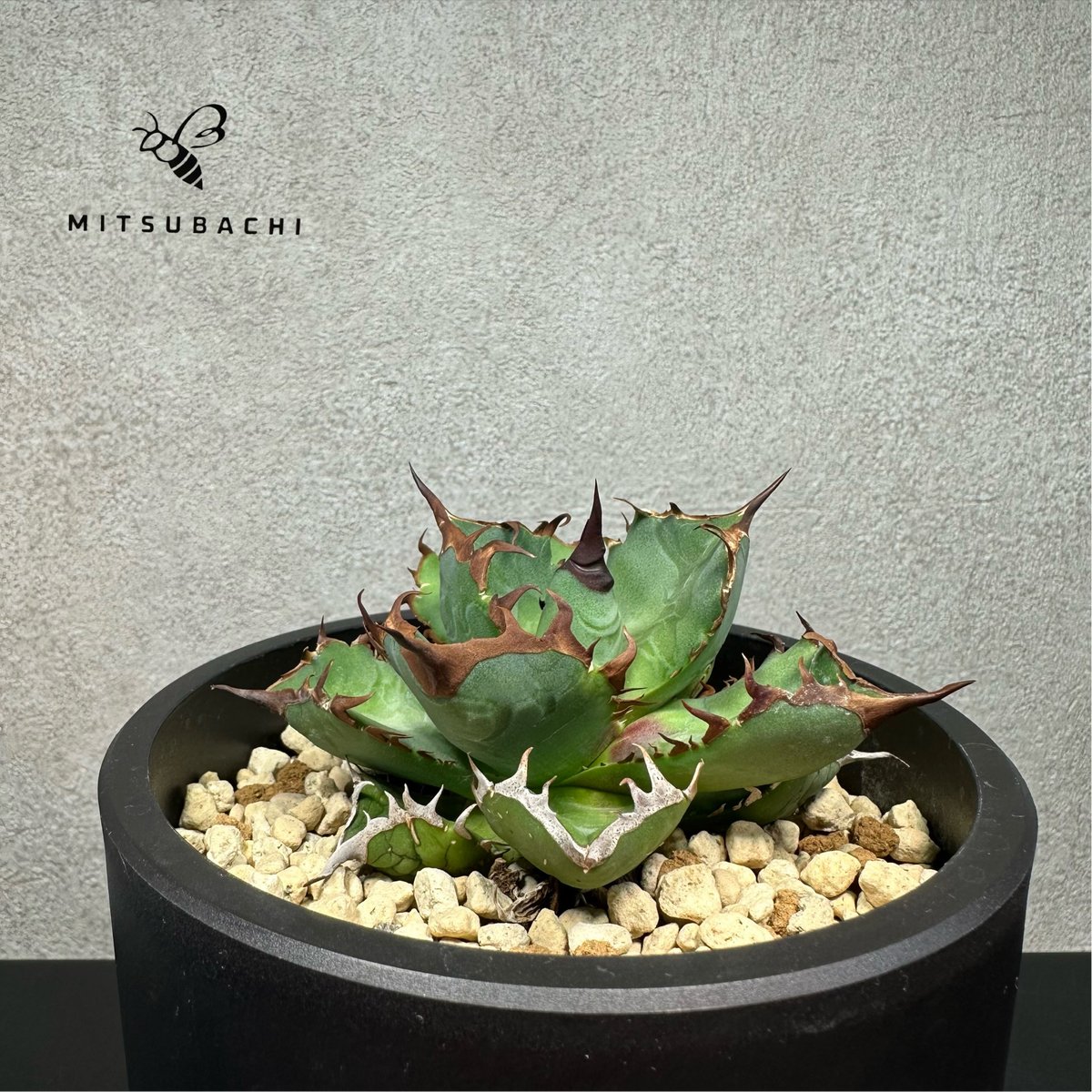 アガベ チタノタ 胖鯨 4号 【Dragon AGAVE】 | Green Shop MITS