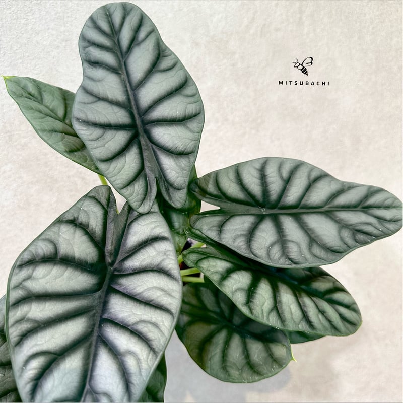 アロカシア シルバードラゴン 3.5号 | Green Shop MITSUBACHI
