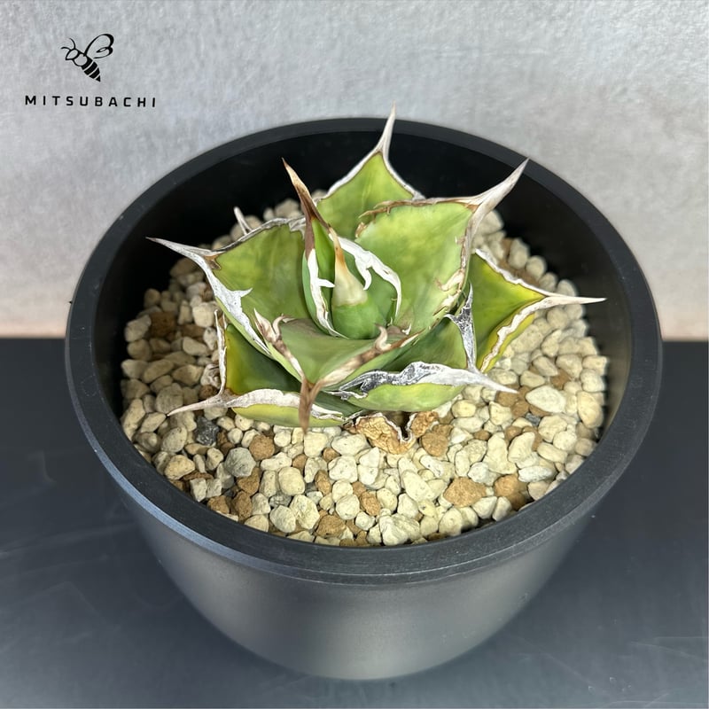 アガベ チタノタ 巨獣 4.5号 【Dragon AGAVE】 | Green Shop MI