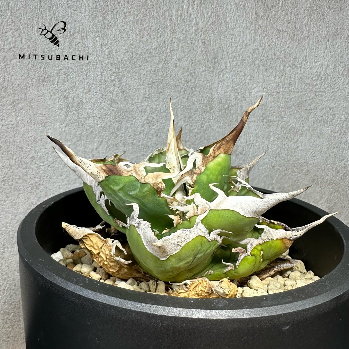 アガベ チタノタ 巨獣 4.5号 【Dragon AGAVE】 | Green Shop MI