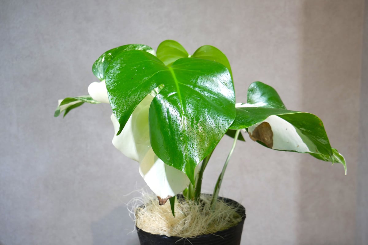 167P【発根活着済】斑入りモンステラ フルムーンの入ったレアな株