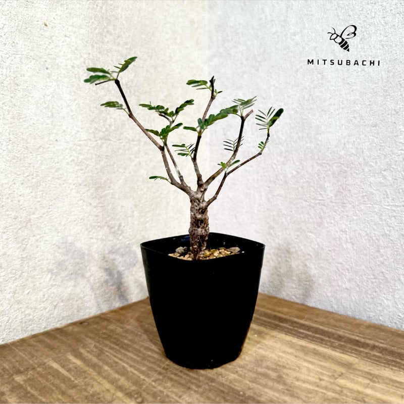 カッシア メリディオナリス 塊根植物 コーデックス カッシア メリディオナリス 2.5号 | Green Shop MITSUBACHI