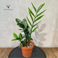 ザミオクルカス　ザミーフォリア　3号