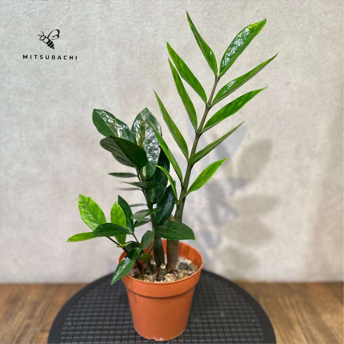 ザミオクルカス・ザミーフォリア ZZプラント（ザミオクルカス ザミーフォリア）I インドア