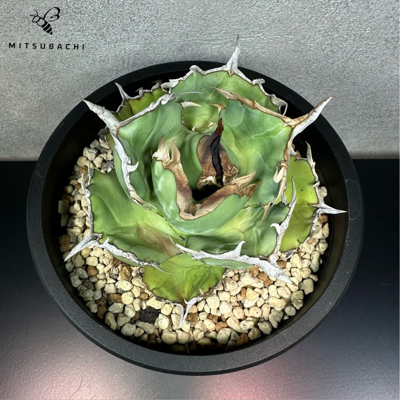 アガベ チタノタ 胖鯨 4.5号 【Dragon AGAVE】 | Green Shop MI