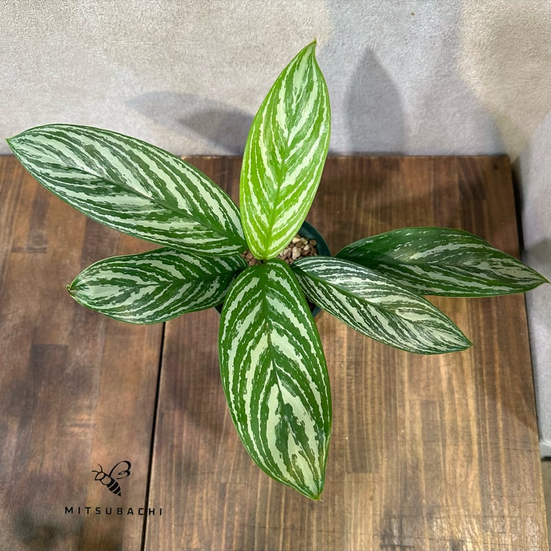 【本物　B株】アグラオネマ　カーティシー アグラオネマ ニティドゥーム カーティシー 