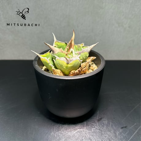 アガベ チタノタ 巨獣 3号 【Dragon AGAVE】