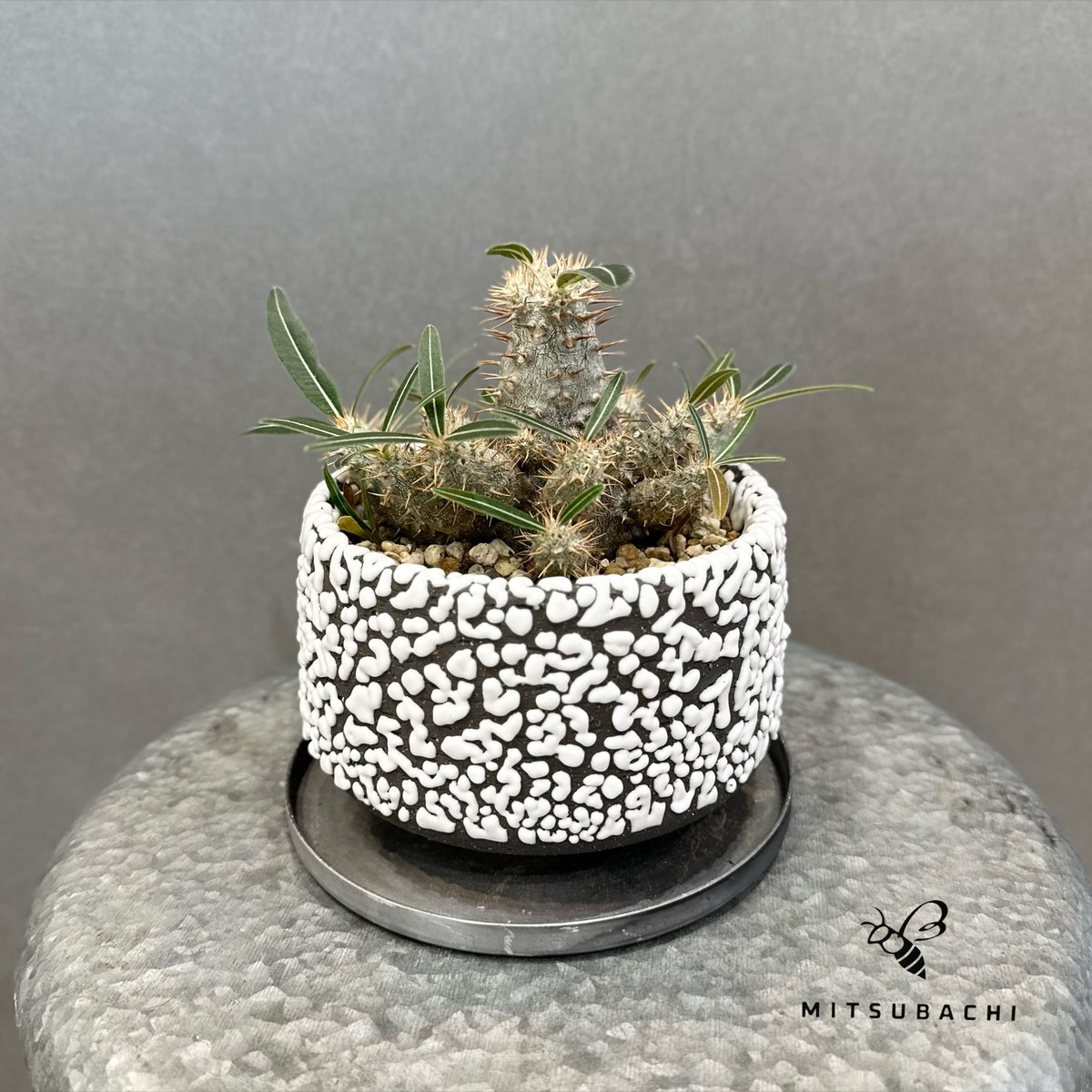 カクチペス 鉢セット | Green Shop MITSUBACHI